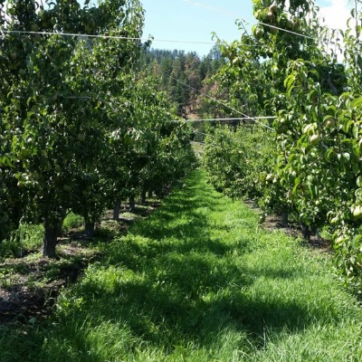 農業におけるホットメルト糸テープ